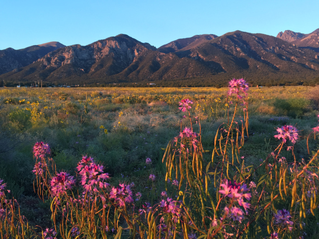Crestone Mountains and Flowers